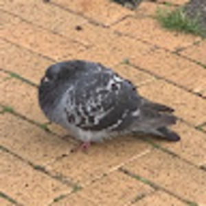 Meet your Posher, Lily ladderson